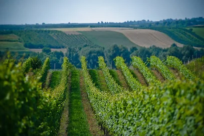 Winnica Płochockich